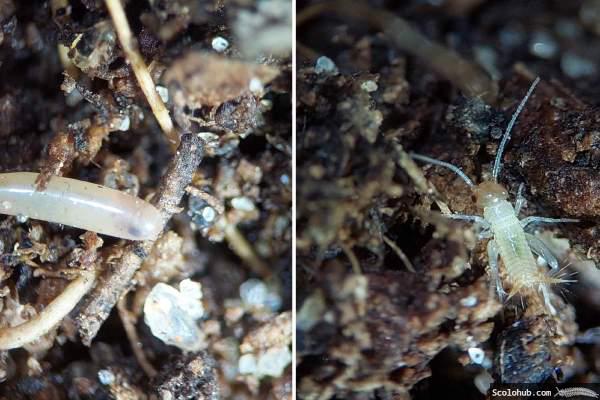 Eier und Larven von Grillen