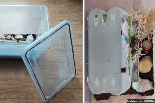 Haltungsbox für Grillen