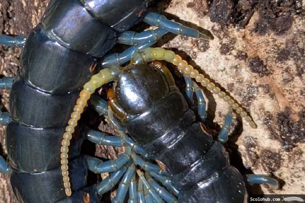 Ethmostigmus sp. "Borneo Blue"