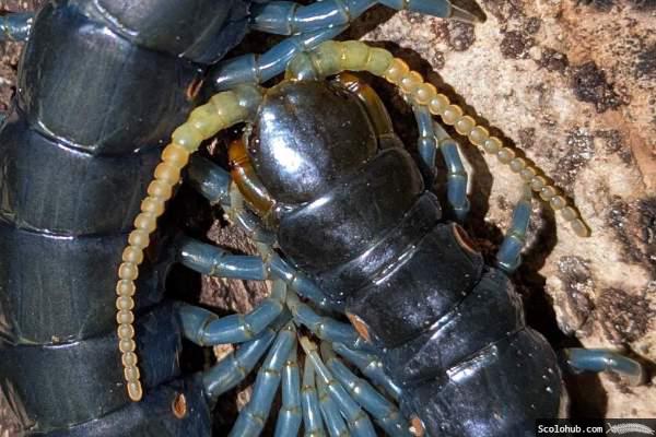 Ethmostigmus sp. "Borneo Blue"