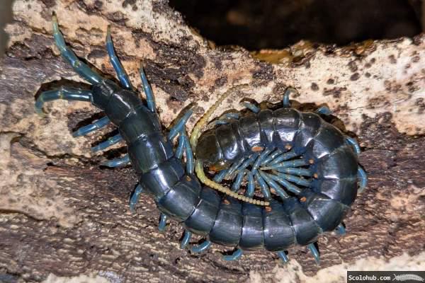 Ethmostigmus sp. "Borneo Blue"