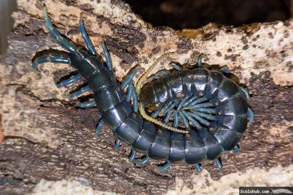 Ethmostigmus sp. "Borneo Blue"