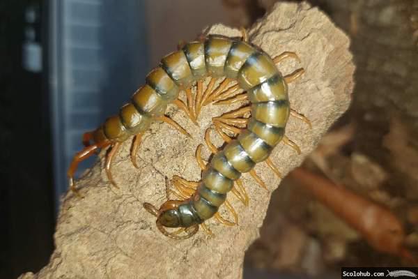 Ethmostigmus trigonopodus