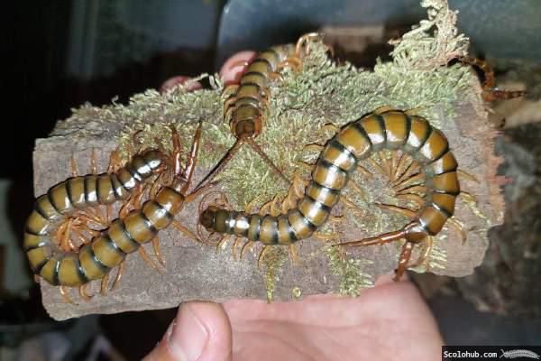 Ethmostigmus trigonopodus