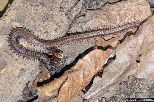 Orya barbarica