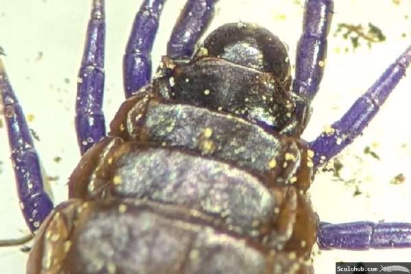 Schlanke Schleppläufe