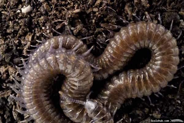 Orya barbarica