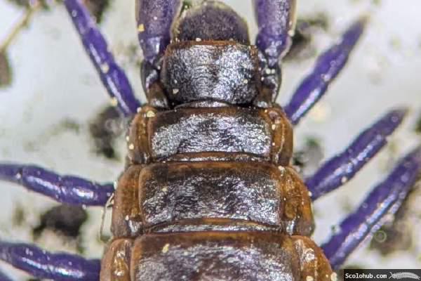 Wulstige Schleppläufe