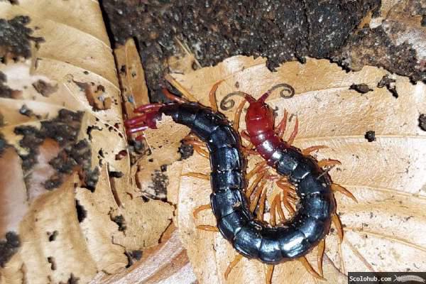 Otostigmus sp. "Cameroon Violet"