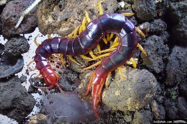 Otostigmus sp. "Cameroon Violet"