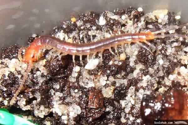 Rhysida longipes