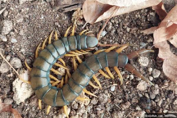 Scolopendra cingulata