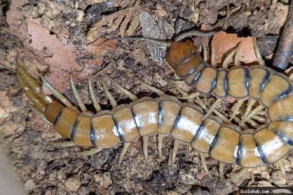 Scolopendra cingulata