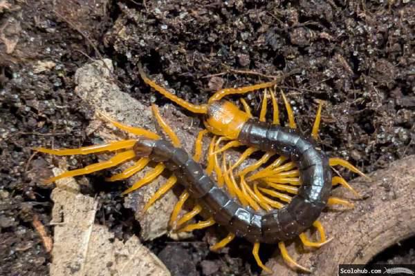 Scolopendra dehaani