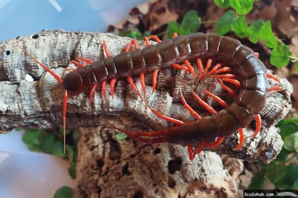 Scolopendra dehaani