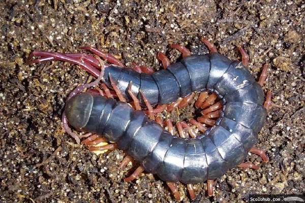 Scolopendra gracillima