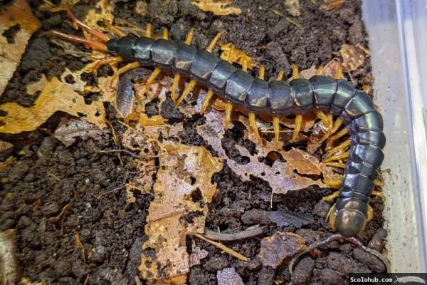 Scolopendra gracillima