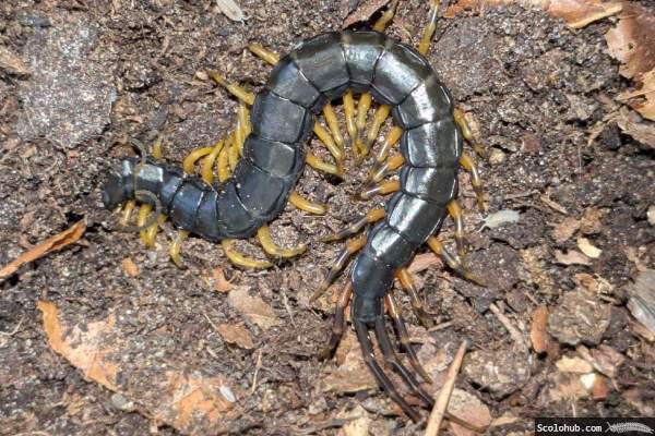 gebänderte Laufbeine