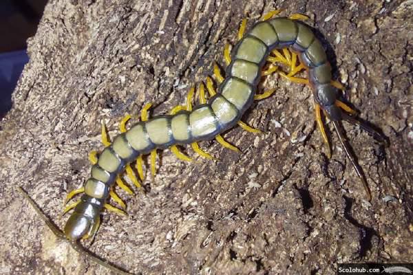 Scolopendra hainanum
