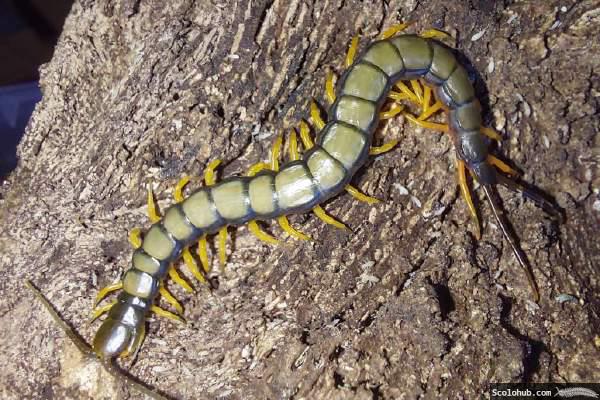 Scolopendra hainanum