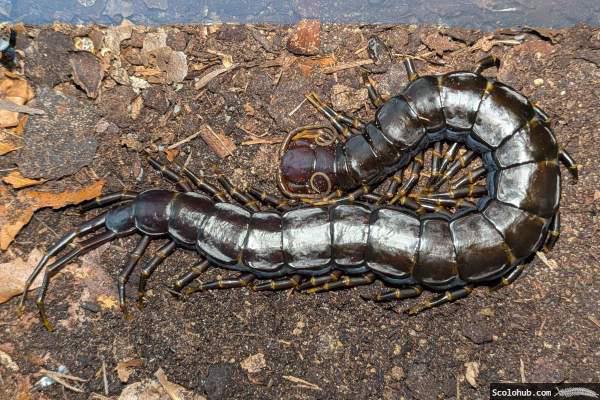 Scolopendra hainanum