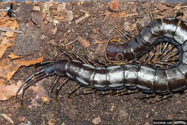 Scolopendra hainanum