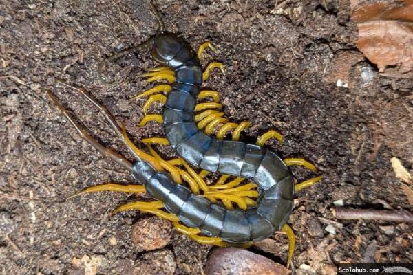 einfarbige Laufbeine