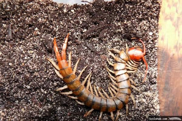 Scolopendra morsitans