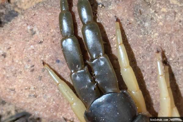 Weibchen ohne Furche