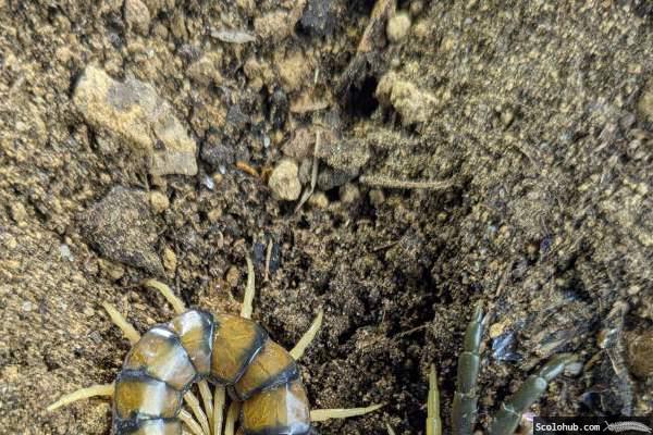 Scolopendra morsitans