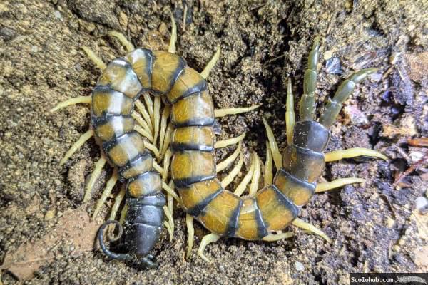 Scolopendra morsitans