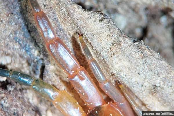 Längstfurche beim Männchen