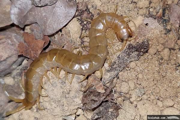 Scolopendra oraniensis