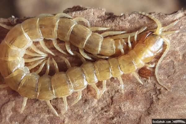 Scolopendra oraniensis