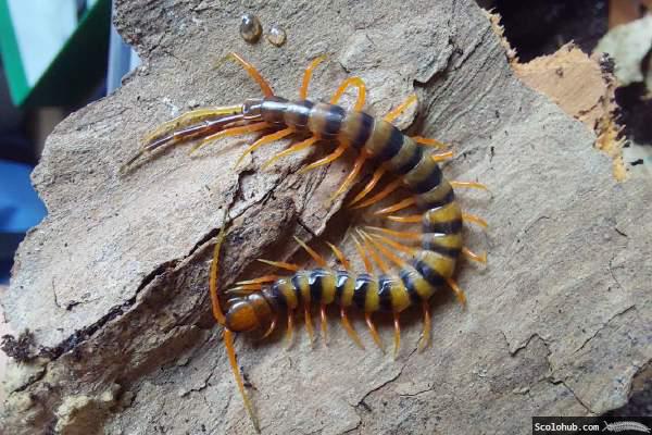 Scolopendra sp. "Celebes Purple"