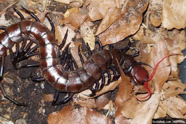 Scolopendra sp. "Celebes Purple"