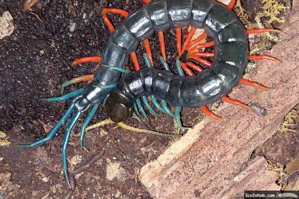 Scolopendra sp. "Malaysian Jewel"
