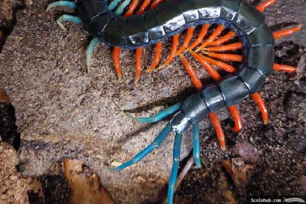 Scolopendra sp. "Malaysian Jewel"