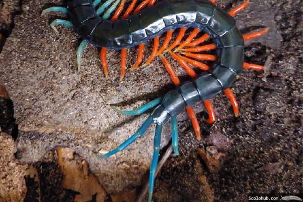 Scolopendra sp. "Malaysian Jewel"