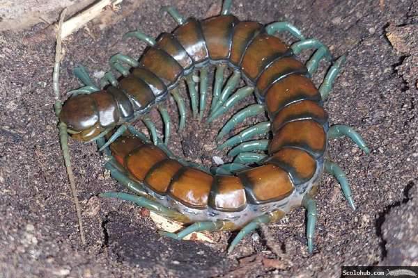 Scolopendra sp. "Mint Leg"