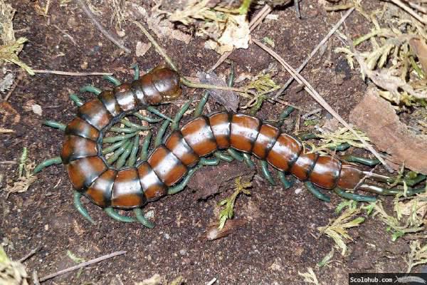 Scolopendra sp. "Mint Leg"
