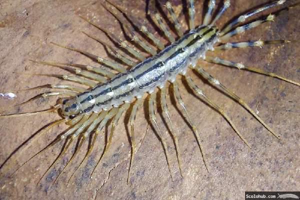 Scutigera coleoptrata