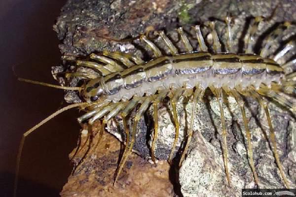 Scutigera coleoptrata