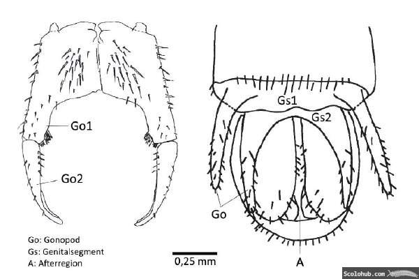 Schematischer Vergleich zwischen Männchen und Weibchen