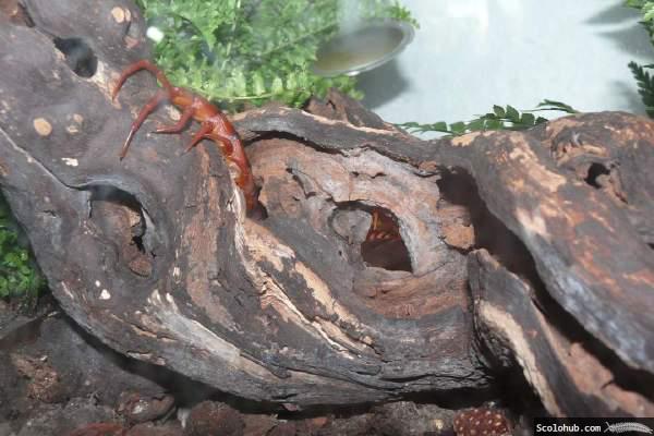 Wurzelholz als Einrichtung und Versteck