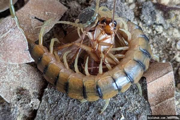 _Scolopendra cingulata_ frisst eine Steppengrille
