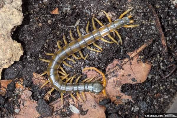 Skolopender angefressen durch eine Grille