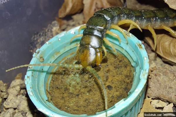 Scolopendra cingulata trinkt aus Flaschendeckel