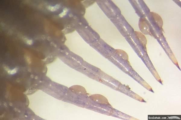 Skolopender mit Milbenbefall