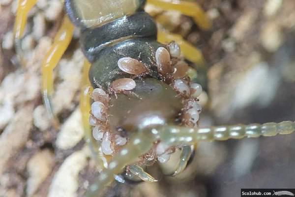 Skolopender mit Milbenbefall